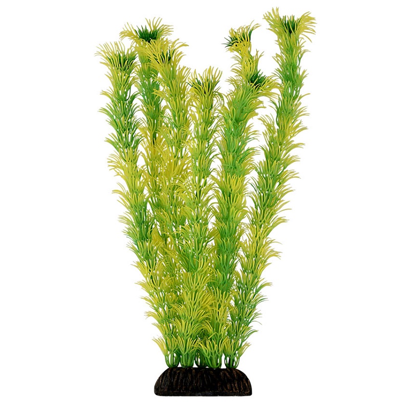 Растение "Амбулия" жёлто-зеленая, 300мм Laguna