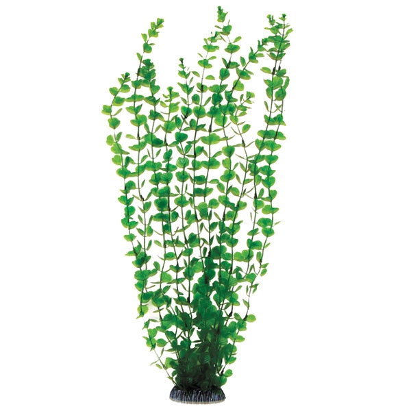 Растение 5558 "Бакопа" зеленая, 500мм