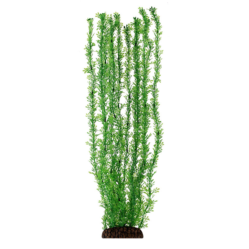Растение 5570 "Лигодиум" зеленый от зоомагазина Дино Зоо
