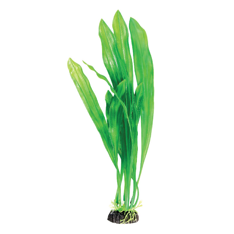 Растение "Эхинодорус" зеленый, 200мм Laguna
