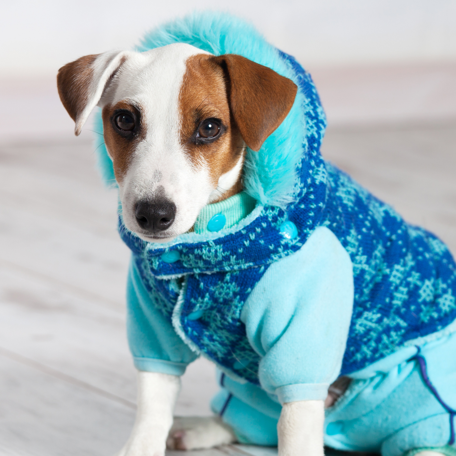 Скидки на одежду для собак до 30% в магазине Дино Зоо Саларис