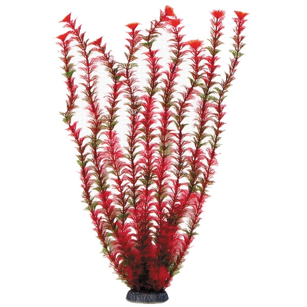 Растение "Амбулия" красная, 500мм Laguna