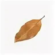 Листья магнолии, 20 шт - натуральный декор для террариума