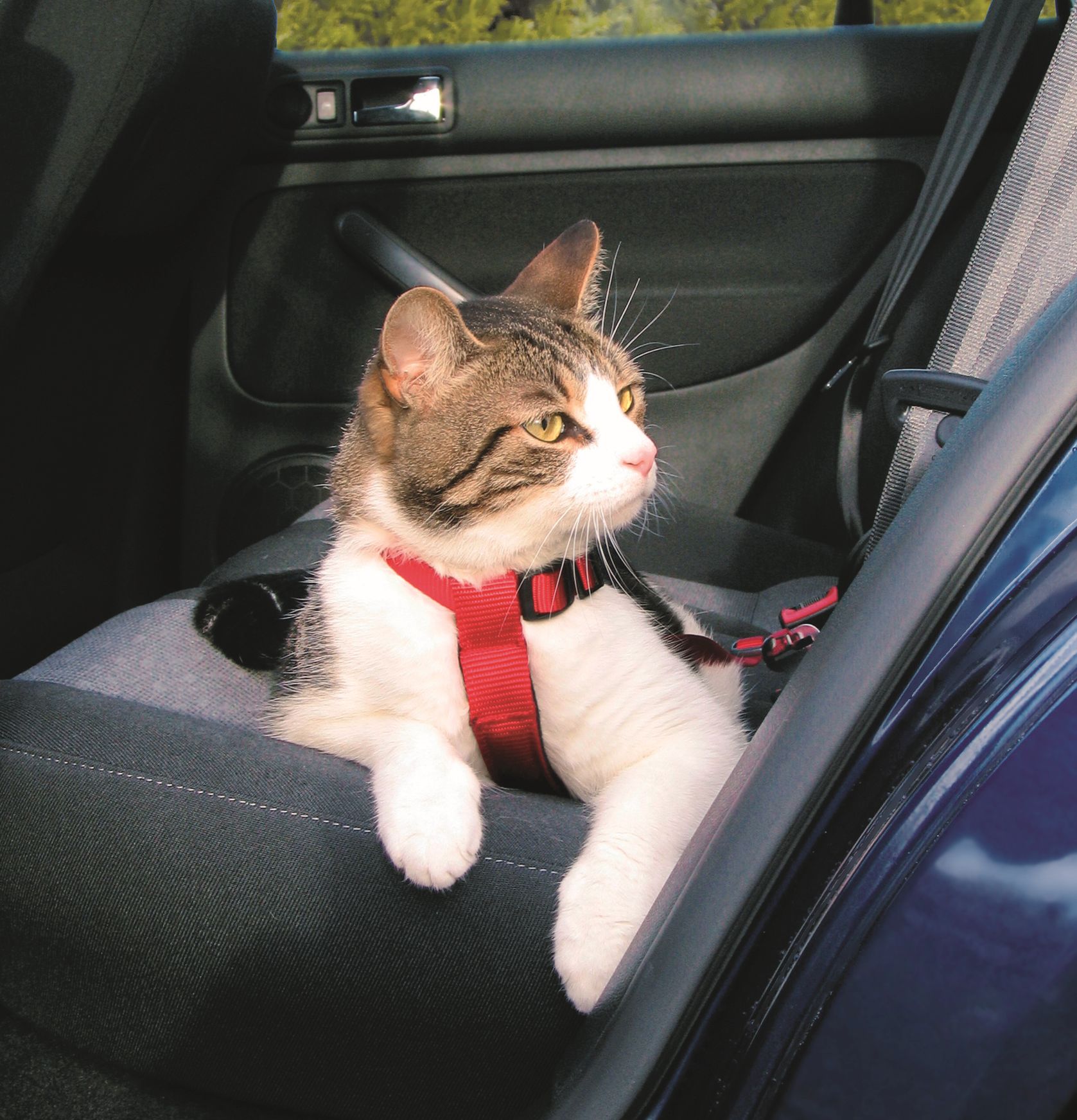 Купить машинку для кошек. Ремень безопасности для кошек. Кошачья машина. Кошка в машине. Ремень безопасности для кошек в автомобиль.