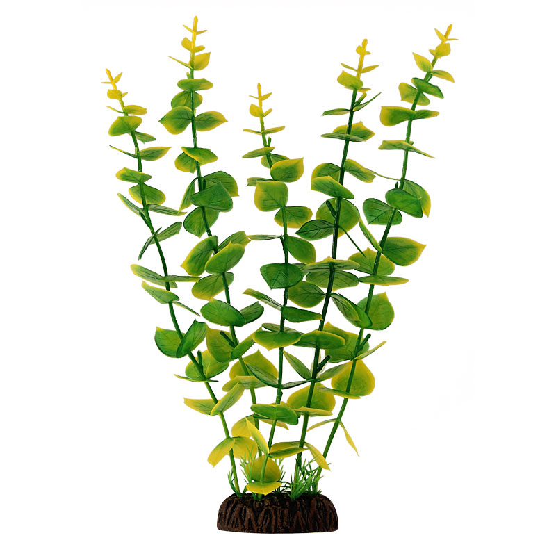 Растение "Бакопа" желто-зеленая, крупнолистная, 300мм Laguna