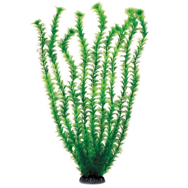 Растение "Амбулия" зеленая, 500мм Laguna