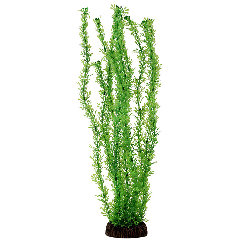 Растение 13138 "Лигодиум" зеленый, 100мм
