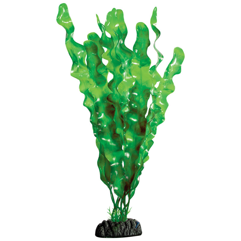 Растение "Ламинария зеленая", 300мм Laguna