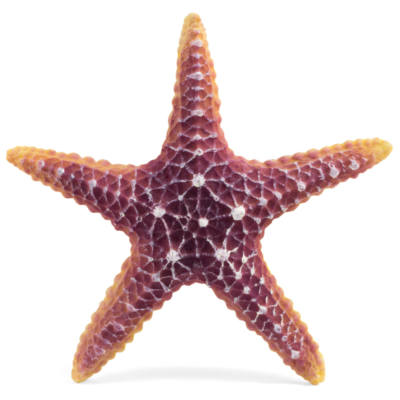 Грот "Морская звезда",160*160*30мм Laguna от зоомагазина Дино Зоо